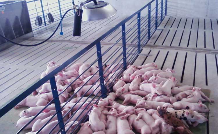 I-Series high pressure radiant heat brooders in a pig building.